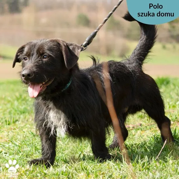 Pies do adopcji, Dąbrówka, 19 kwietnia 2024 (2/5)