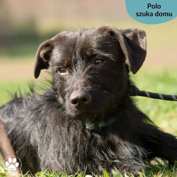 Pies do adopcji, Dąbrówka, 19 kwietnia 2024 (3/5)