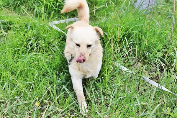 Pies do adopcji, Dłużyna Górna, 19 kwietnia 2024 (3/5)