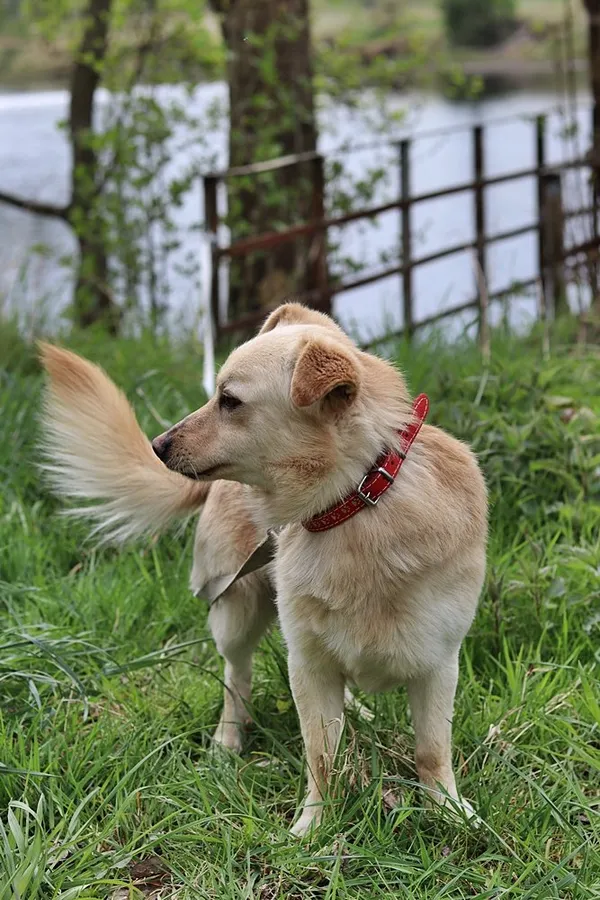 Pies do adopcji, Dłużyna Górna, 19 kwietnia 2024 (5/5)
