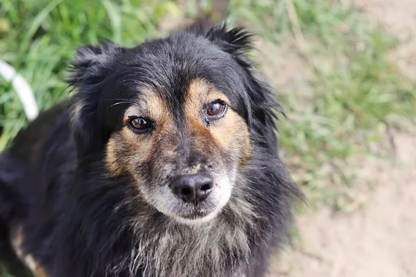 Pies do adopcji, Dłużyna Górna, 19 kwietnia 2024 (3/5)