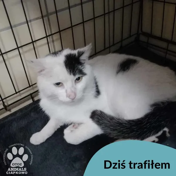 Znaleziono kota, Gdynia, 13 kwietnia 2024 (1/3)