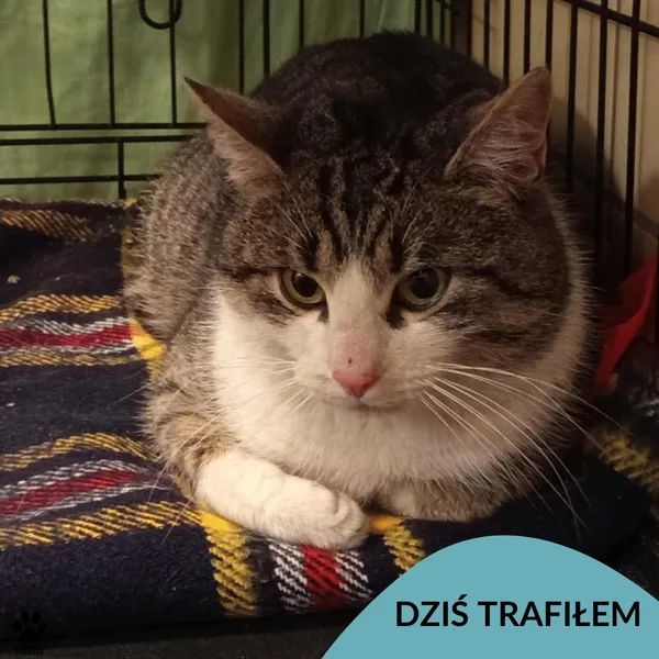 Znaleziono kota, Gdynia, 17 stycznia 2026