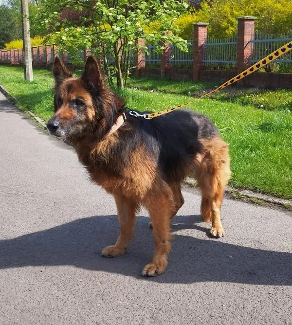 Pies do adopcji, Bytom, 19 kwietnia 2024 (1/5)