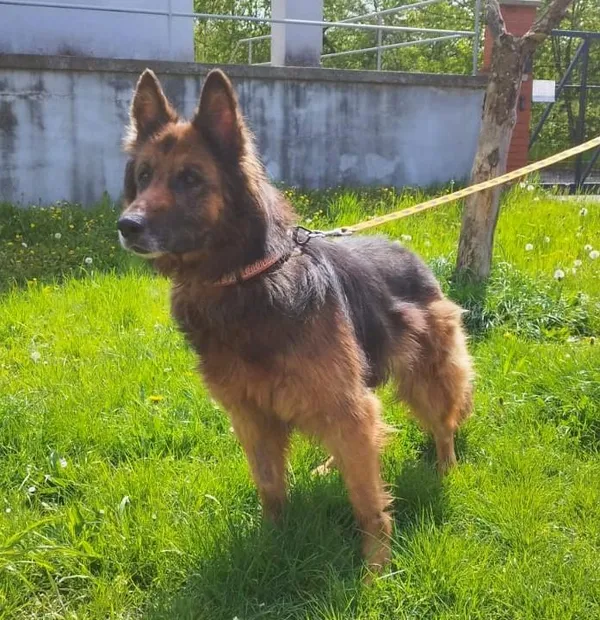 Pies do adopcji, Bytom, 19 kwietnia 2024 (2/5)