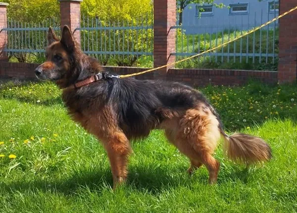 Pies do adopcji, Bytom, 19 kwietnia 2024 (3/5)