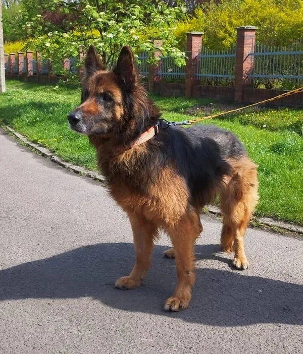 Pies do adopcji, Bytom, 19 kwietnia 2024 (4/5)