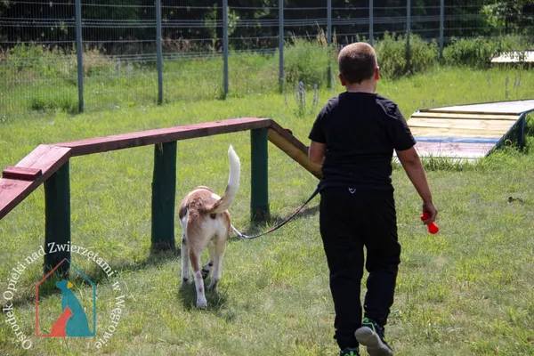 Pies do adopcji, Węgrowo, 27 marca 2024 (2/5)