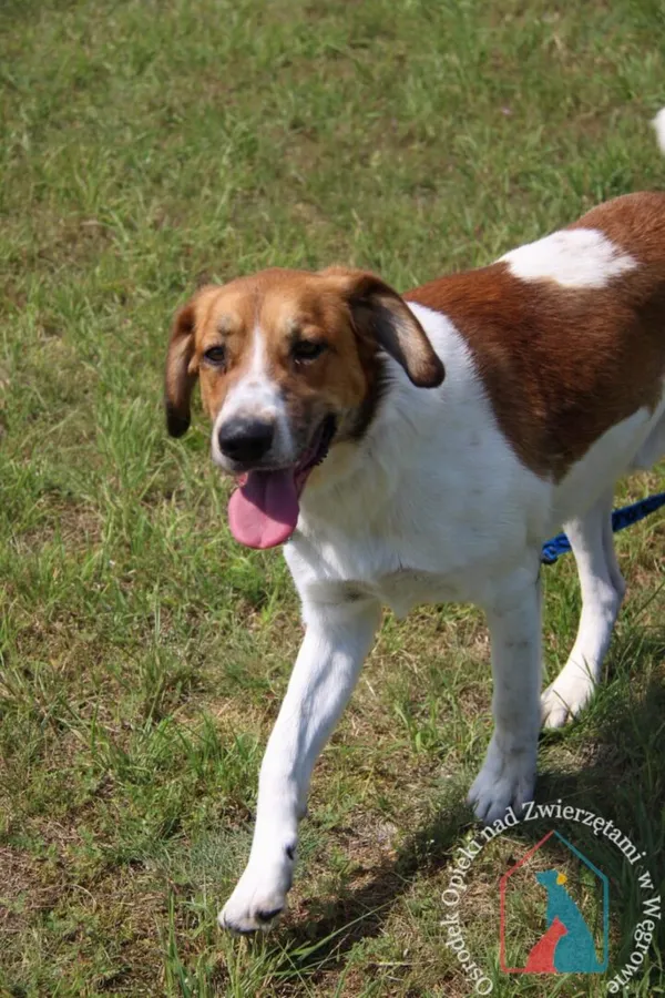 Pies do adopcji, Węgrowo, 27 marca 2024 (3/5)
