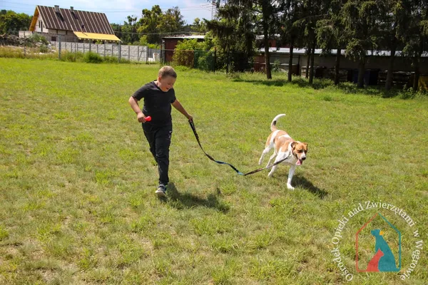 Pies do adopcji, Węgrowo, 27 marca 2024 (4/5)