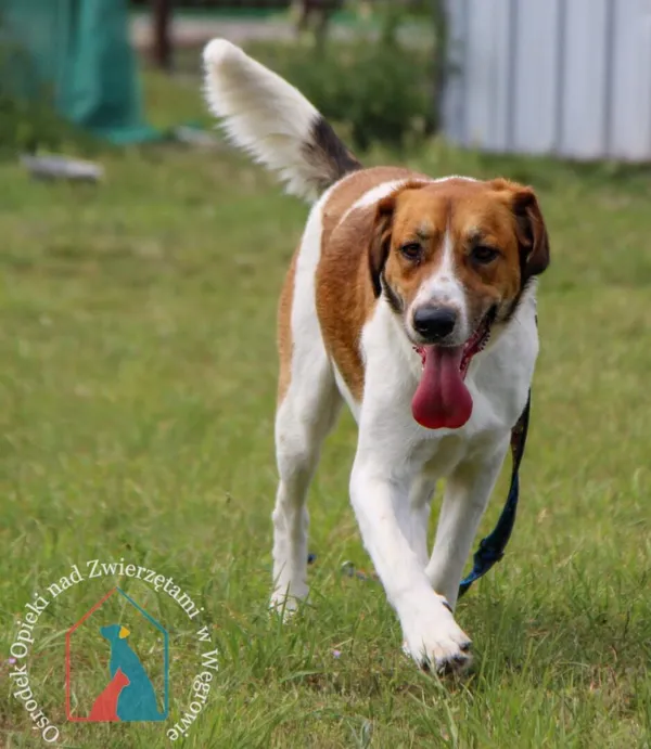 Pies do adopcji, Węgrowo, 27 marca 2024 (5/5)