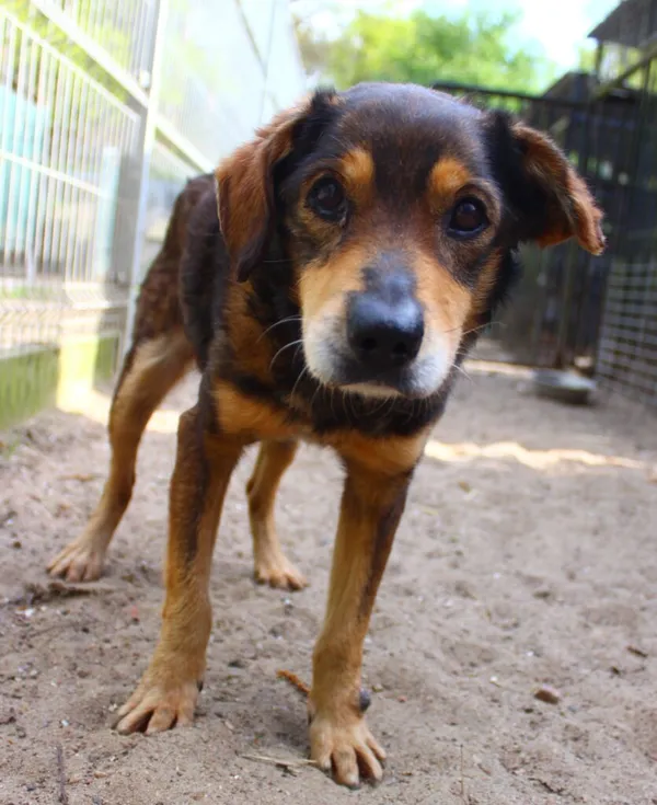 Pies do adopcji, Przyborówko, 19 kwietnia 2024 (1/4)