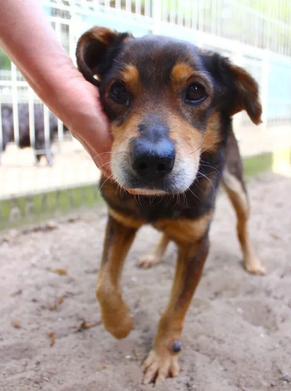 Pies do adopcji, Przyborówko, 19 kwietnia 2024 (2/4)