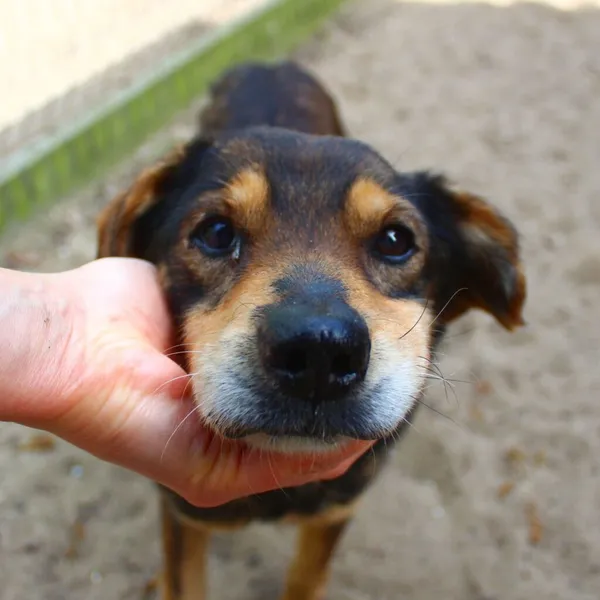 Pies do adopcji, Przyborówko, 19 kwietnia 2024 (3/4)