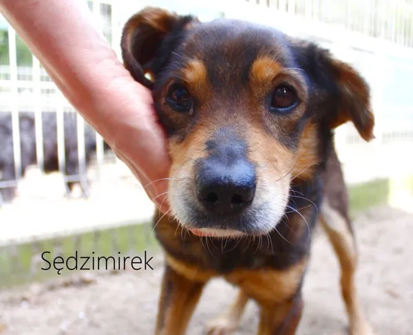 Pies do adopcji, Przyborówko, 19 kwietnia 2024 (4/4)