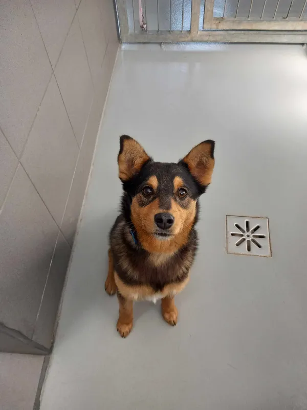 Pies do adopcji, Kielce, 19 kwietnia 2024