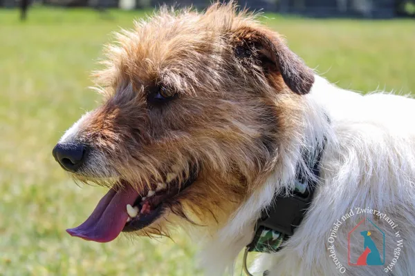 Pies do adopcji, Węgrowo, 29 marca 2024 (2/5)