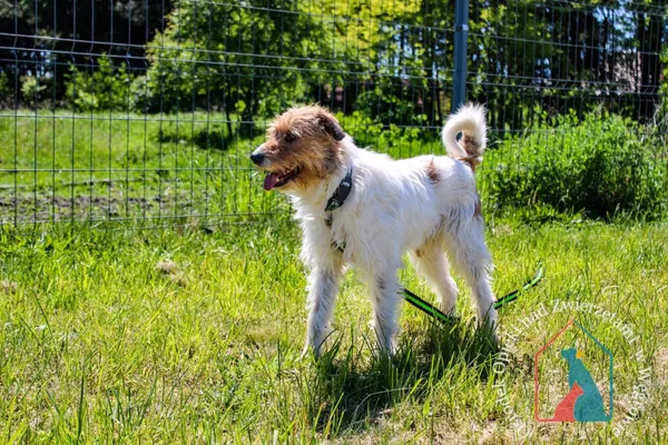 Pies do adopcji, Węgrowo, 29 marca 2024 (3/5)