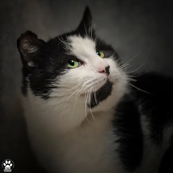 Kot do adopcji, Gdynia, 19 kwietnia 2024 (2/5)