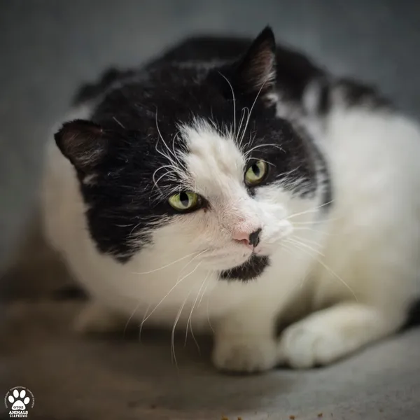 Kot do adopcji, Gdynia, 19 kwietnia 2024 (4/5)