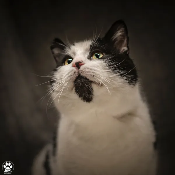 Kot do adopcji, Gdynia, 19 kwietnia 2024 (5/5)