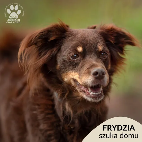 Pies do adopcji, Gdynia, 19 kwietnia 2024 (1/4)