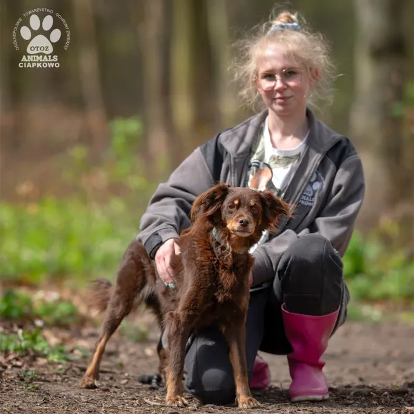 Pies do adopcji, Gdynia, 19 kwietnia 2024 (2/4)