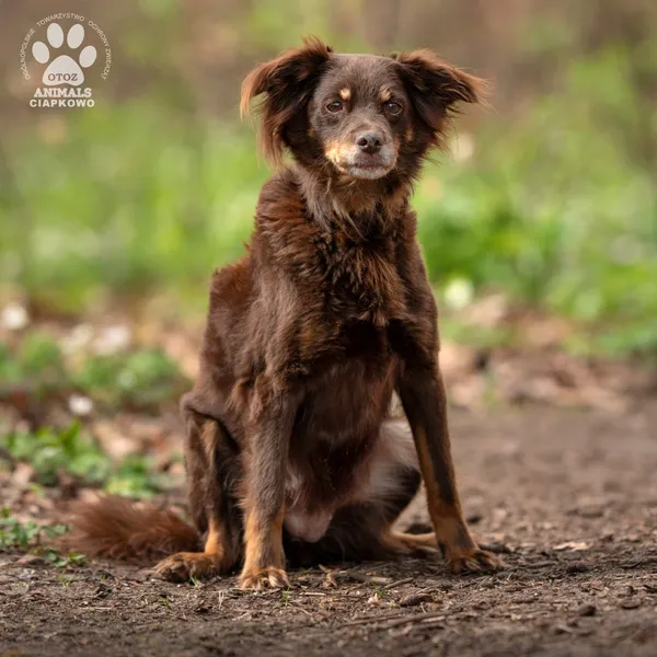 Pies do adopcji, Gdynia, 19 kwietnia 2024 (3/4)