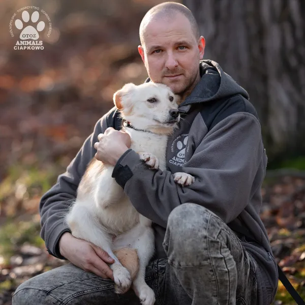 Pies do adopcji, Gdynia, 19 kwietnia 2024 (4/4)