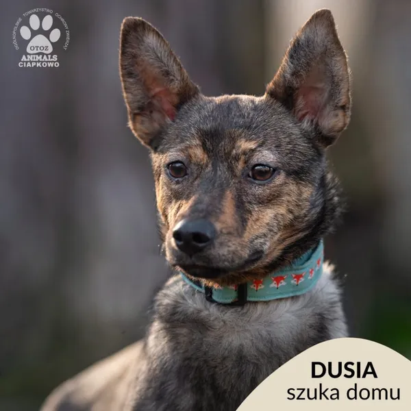 Pies do adopcji, Gdynia, 19 kwietnia 2024 (1/4)