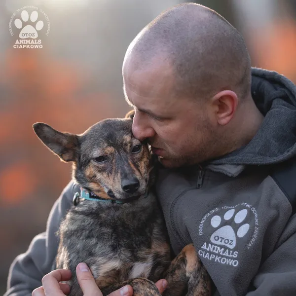 Pies do adopcji, Gdynia, 19 kwietnia 2024 (2/4)