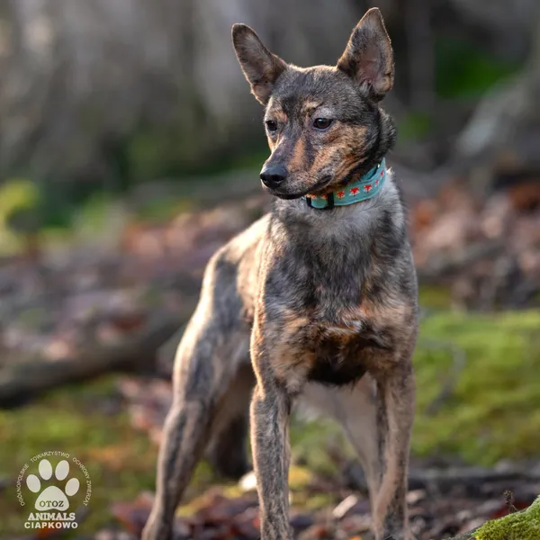 Pies do adopcji, Gdynia, 19 kwietnia 2024 (3/4)