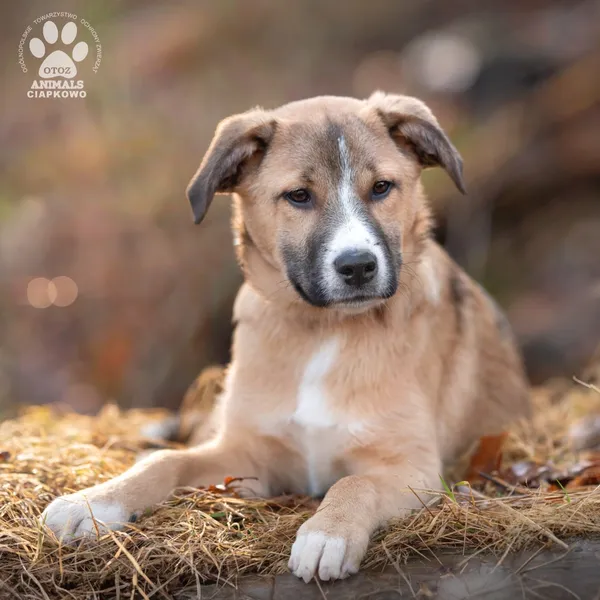 Pies do adopcji, Gdynia, 19 kwietnia 2024 (3/4)