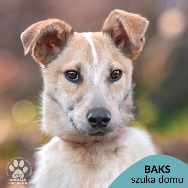 Pies do adopcji, Gdynia, 19 kwietnia 2024 (1/4)