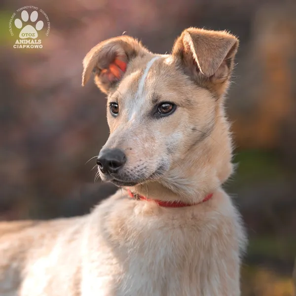 Pies do adopcji, Gdynia, 19 kwietnia 2024 (3/4)