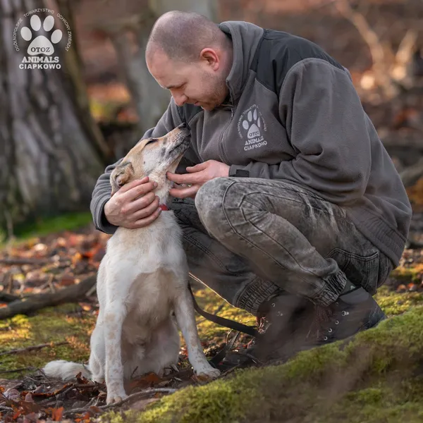 Pies do adopcji, Gdynia, 19 kwietnia 2024 (4/4)