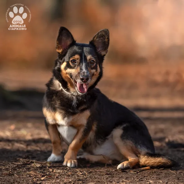 Pies do adopcji, Gdynia, 19 kwietnia 2024 (4/4)