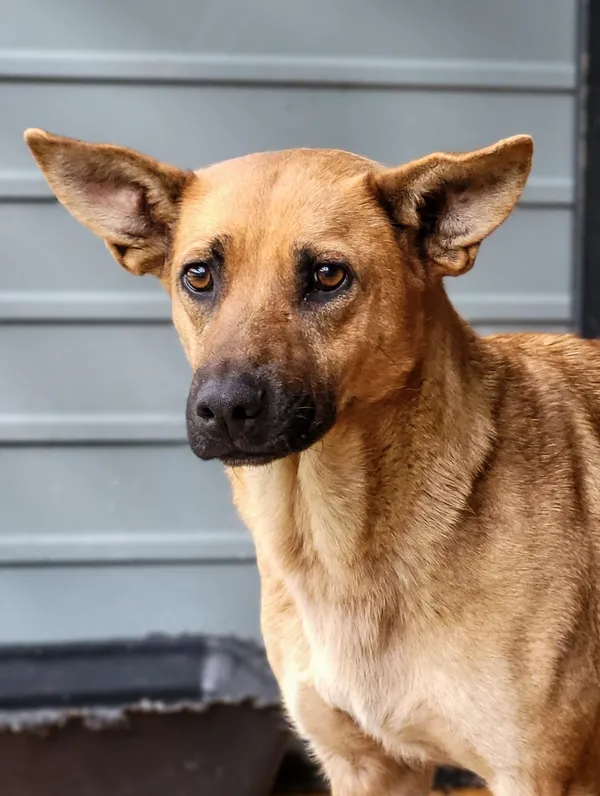 Pies do adopcji, Sosnowice, 18 marca 2024 (1/2)