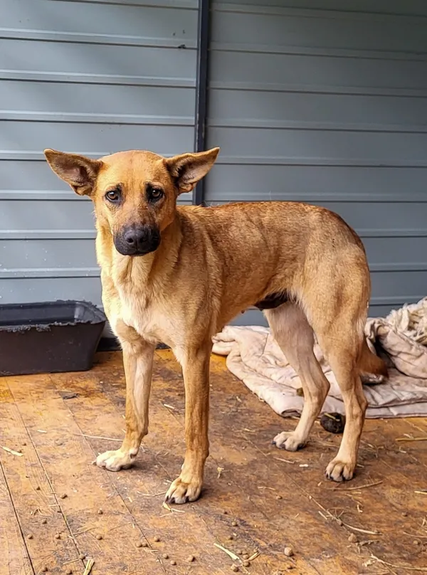 Pies do adopcji, Sosnowice, 18 marca 2024 (2/2)