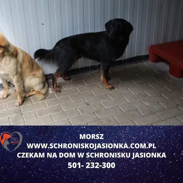 Znaleziono psa, Ciosny, 19 kwietnia 2024