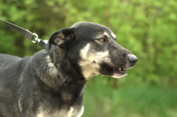 Pies do adopcji, Nowodwór, 20 kwietnia 2024 (1/5)