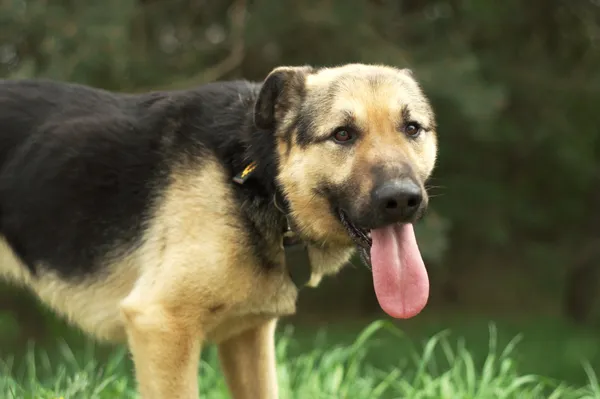 Pies do adopcji, Nowodwór, 20 kwietnia 2024 (4/5)