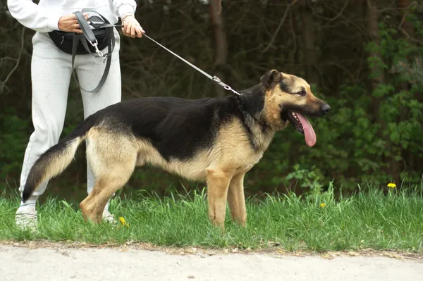 Pies do adopcji, Nowodwór, 20 kwietnia 2024 (5/5)