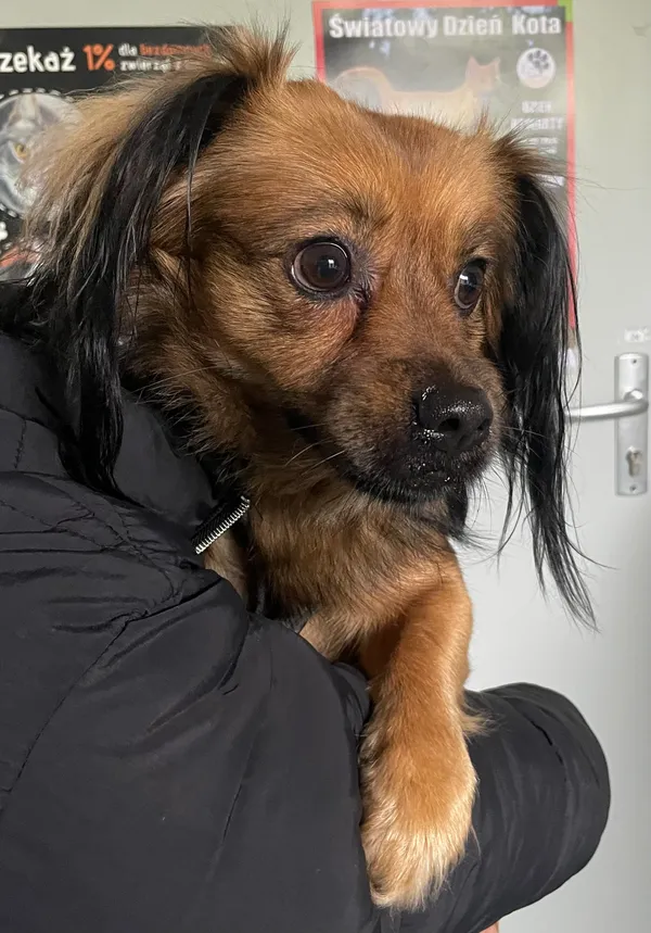 Znaleziono psa, Lublin, 21 kwietnia 2024