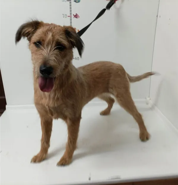 Znaleziono psa, Bytom, 5 maja 2023