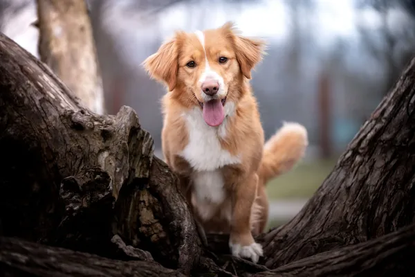 Oddam psa, Warszawa, Targówek Mieszkaniowy, 22 kwietnia 2024 (4/5)