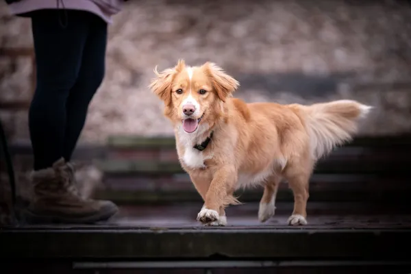 Oddam psa, Warszawa, Targówek Mieszkaniowy, 22 kwietnia 2024 (5/5)