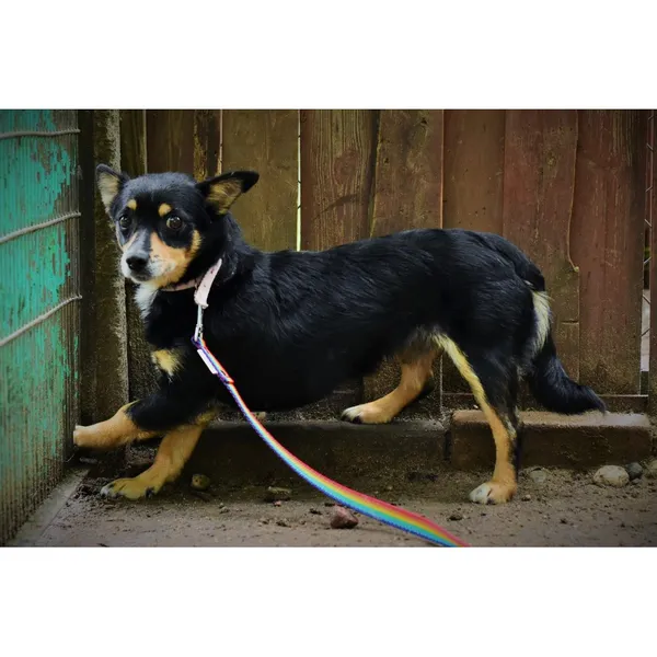 Znaleziono psa, Białystok, 5 maja 2023 (4/4)