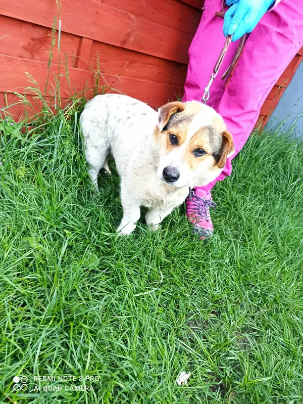 Znaleziono psa, Czartki, 23 kwietnia 2024