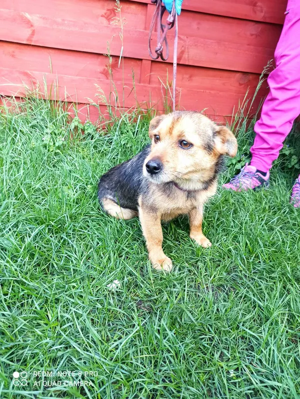 Znaleziono psa, Czartki, 23 kwietnia 2024